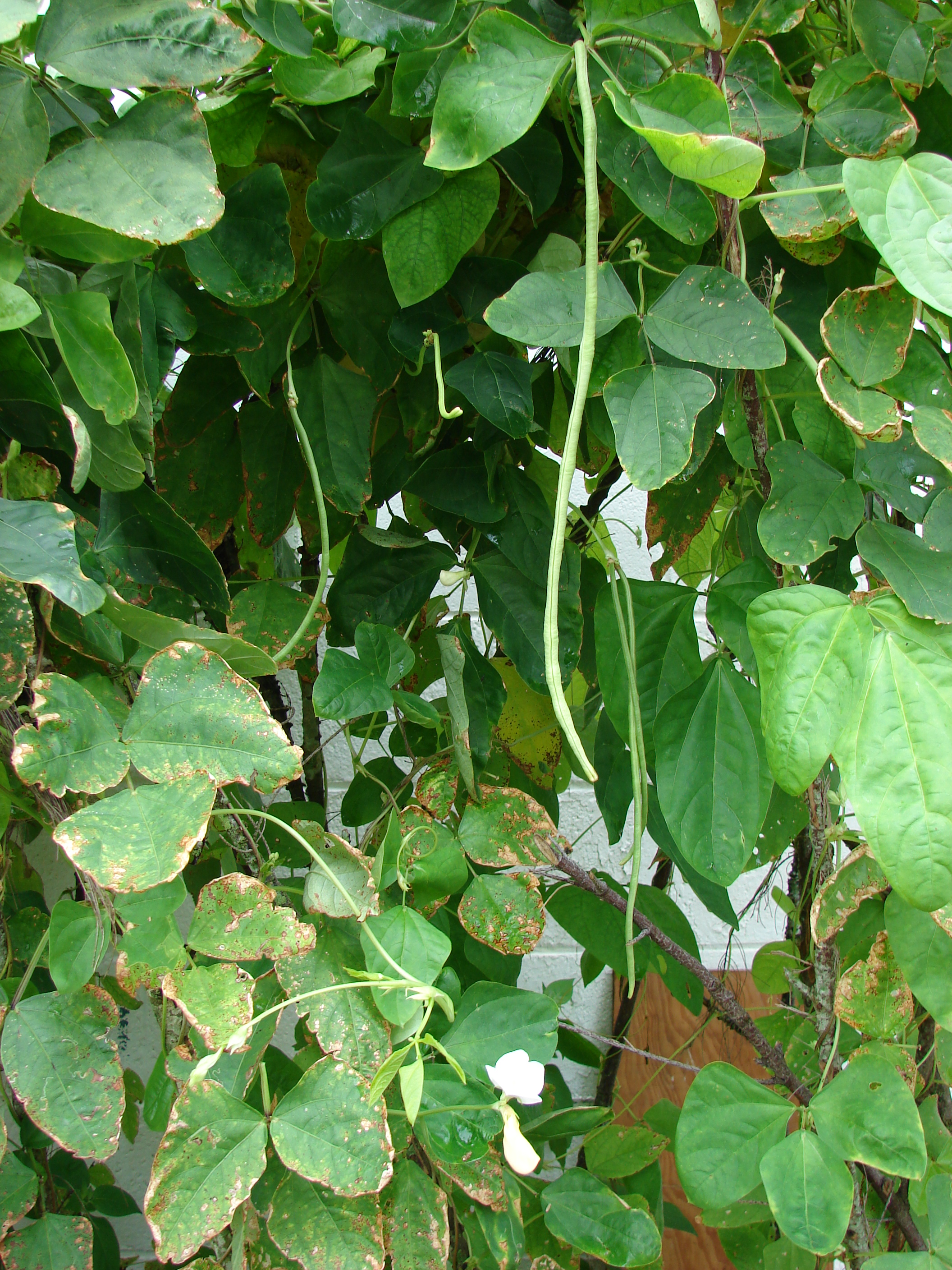 cowpea 
